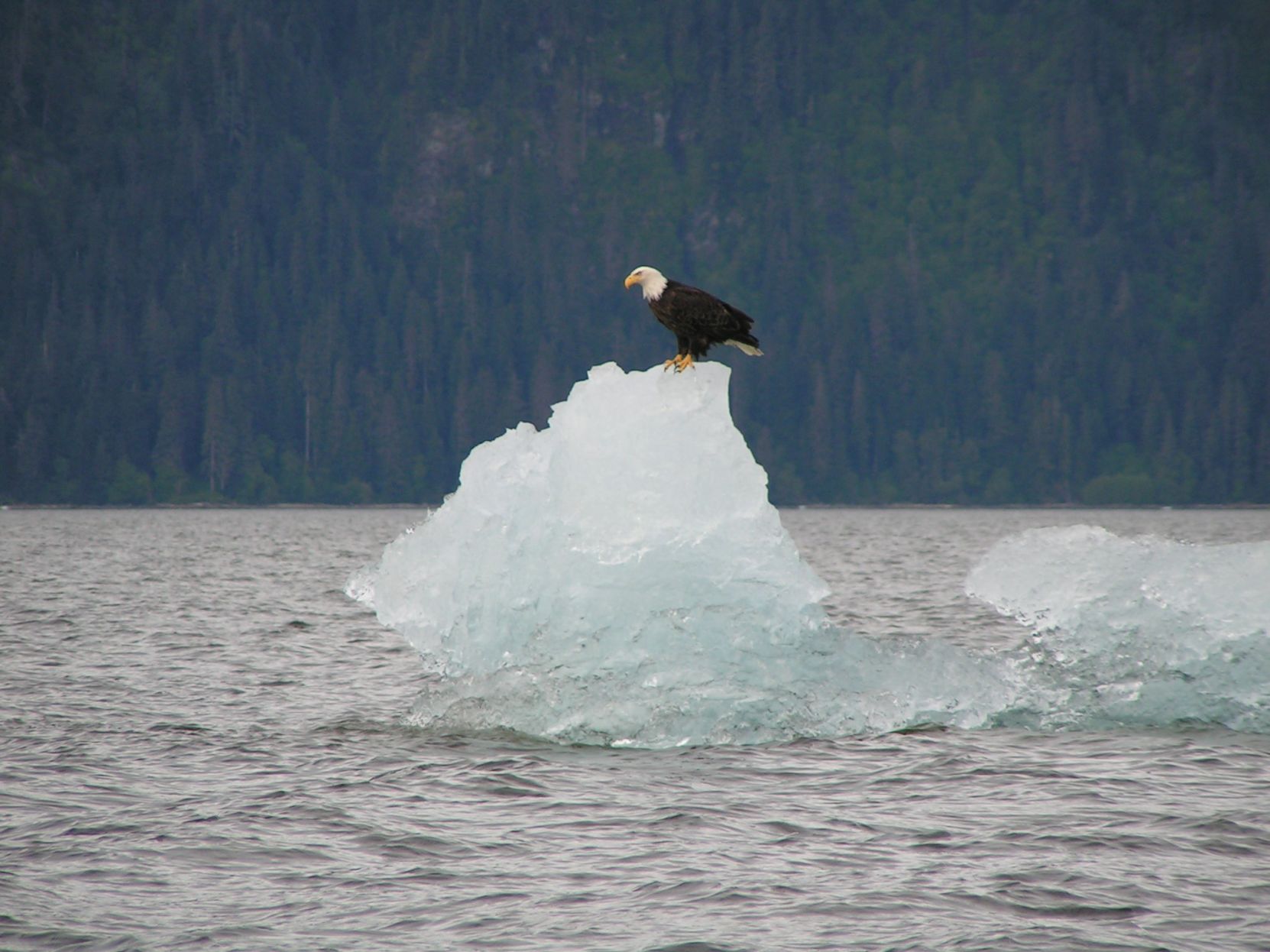 Floating Majesty (Fredrick Sound)